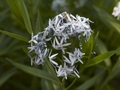 Amsonia tabernaemontana-1 Amsonia nadreńska